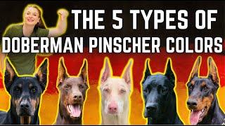 The 5 types of Doberman Pinscher Colors! | Simply explained!?