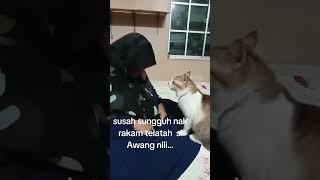 Telatah Si Awang