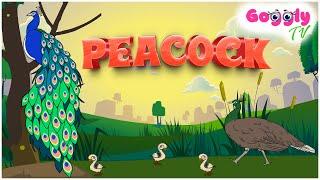 Peacock Fun Facts for preschool kids | Birds series | Education and Entertainment