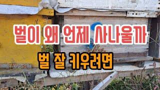 사나운벌을 어떻게 할까? 벌 온순하게 키우는법