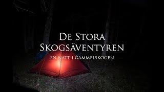 En natt i gammelskogen