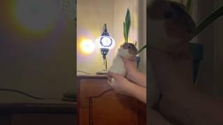 Guinea pig dances for new lamp from Mom’s travels!