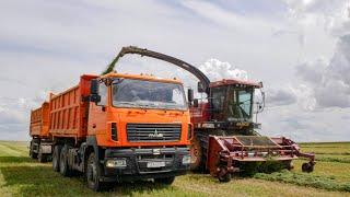 Haylage harvesting / PALESSE FS8060, FS80, JD 7480 / MAZ 6501, 5551, BELARUS 1221 and others /