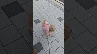 말티푸 심바 나뭇잎붙히고 다니기~ㅋㅋ#말티푸 #cutedog #doglover