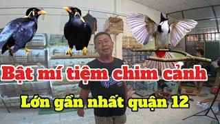 Tiệm chim cảnh lớn gần nhất quận 12. Tiệm chim Nam chim cảnh