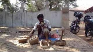 snake charmer with 4 cobras in Kochi (India)