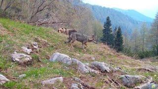 Il lupo e l’orso ripresi insieme nei boschi trentini, il video dell’incontro “impossibile”