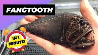 Fangtooth  The Dark Secret of Ocean Depths! | 1 Minute Animals