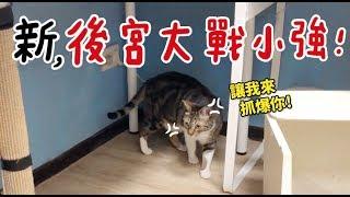 【黃阿瑪的後宮生活】新，後宮大戰小強！