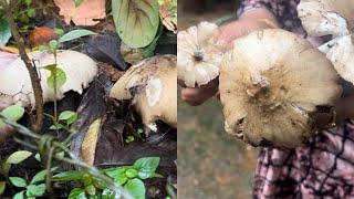 വാ guy's നമുക്ക് mushroom പറിക്കാൻ പോവാ /Nathasha vlog