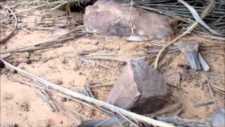 Agama boulengeri in nuptial coloration, Adrar, Mauritania