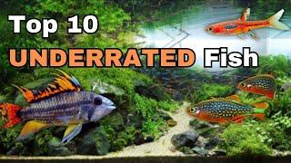 Top Ten Most UNDERRATED Community Aquarium Fish