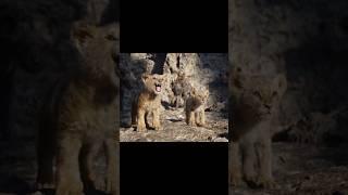 Simba roaring