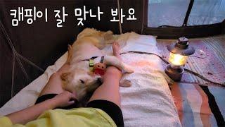 캠핑 체질인 거 같은데?!  역시 물트리버... / 대형견 골든리트리버 임시보호/ My foster dogs first camping