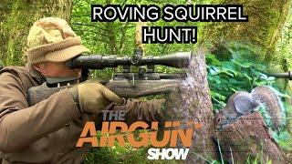 The Airgun Show | Hunting Grey Squirrels in Summer | Hammerli Black Force 400 airgun combo review