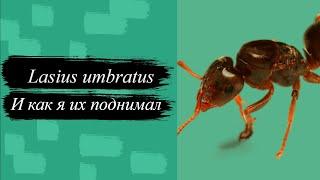 Lasius umbratus и что я с ними делал