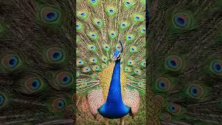 Peacock song