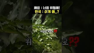 전 세계가 피하는데… 한국인만 먹는 독성 나물 6가지