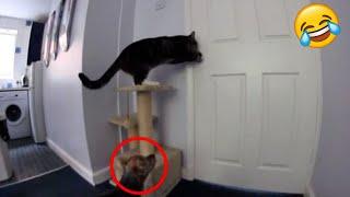 Amazing Pet Escape Artists