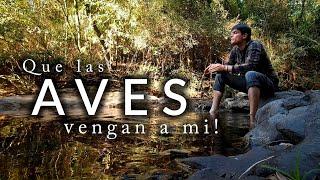 Que las Aves vengan a mí! | Una tarde en el paraíso de la selva de Misiones | Mariposas y aves