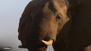 Elephant adventures in the bush - SafariLIVE Sunrise - 16 January 2025