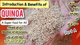 Quinoa || Introduction & Benefits || Super food for All || Khana Pakana Gluten free