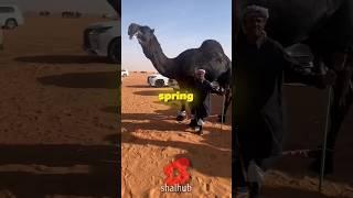 Camels Shed GOLD  You Won’t Believe This ‼️