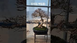 #백일홍#배롱나무분재#백일홍분재#소품분재#bonsai#배롱나무#소엽백일홍