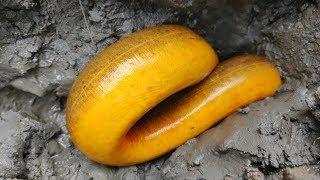 Best Eel Fishing | Catching Yellow Monster Eel Fish From Under Deep Mud