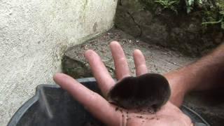 Wild Life Skills #6 - Mole watching