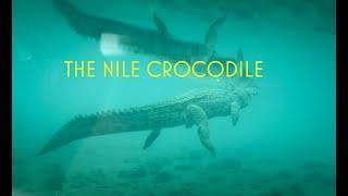 The Nile Crocodile - Mzima Springs, Tsavo, Kenya