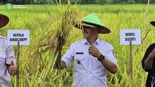 Panen Perdana di Sawah Tadah Hujan Desa Sukaslamet