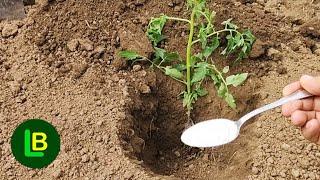 Never plant tomatoes without this. Large fruits and more tomatoes