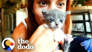 Four Tiny Foster Kittens Heal Woman’s Broken Heart | The Dodo