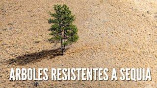 ARBOLES RESISTENTES A LA SEQUIA