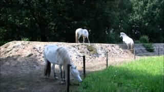 'On The Right Track' - Horses living in paddock paradise