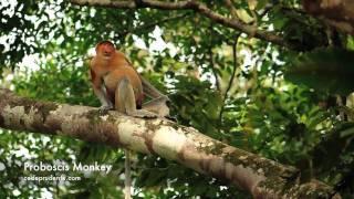 Proboscis Monkey of Borneo