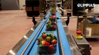 OLIMPIAS S.A. | Weighing and Packing Line for Strawberries . Γραμμή επεξεργασίας για φράουλες.