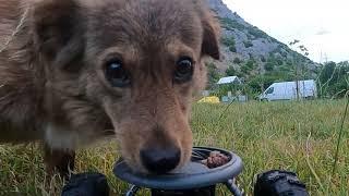 Stray dogs react well to RC auto food feeder