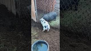 Charlie the pig loves his joy joy #pigsisbeautiful #garden #farming #homesteading