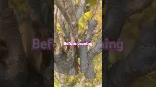 #pruning #badpruning #pruningtips a deadly mistake by pruner#music #song