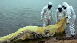 Disturbing Mutations Discovered in Creatures From Toxic Lakes