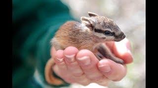 ZooBorns Australia! Episode 9 - Numbats!