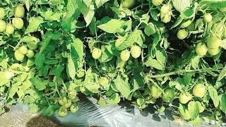 fruit seting of virang tomato  