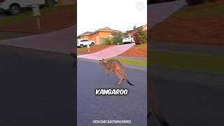 How to survive a kangaroo attack… 