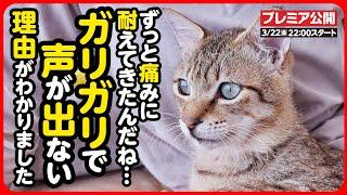 【過酷】痛くても、ご飯が食べられなくても、声が出なくても...ただひたすらに生き抜くしかなかった猫。痛みから解放され、自分らしく生きる。