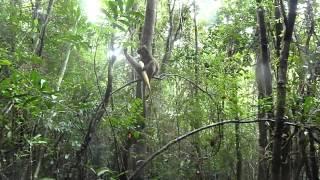 Greater Bamboo Lemur at Ranomafana National Park, Madagascar