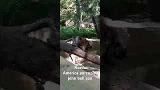 North America porcupine at the john ball zoo #animal #bringingthezootoyou #zoolove