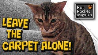 Bengal cat mischief – naughty Pixel tears up the carpet!