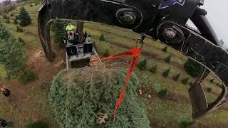 360 degree camera captures unique view of harvesting a large Christmas Tree